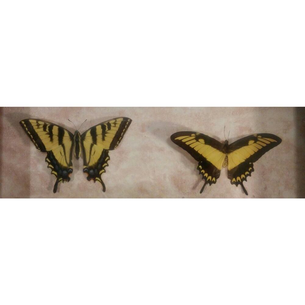 Butterfly Mounts - in 21 x 17" frame - Picture 6 of 8